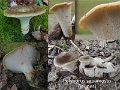 Cerioporus squamosus-amf1545-(jeunes)